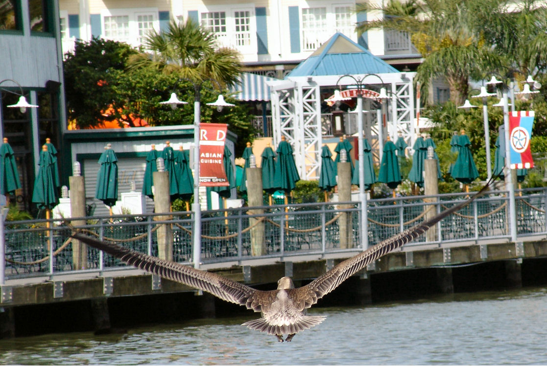What a wing span on our brown pelican What a wing span on our brown pelican