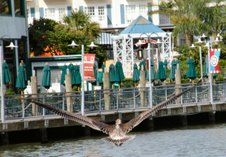 wingspan