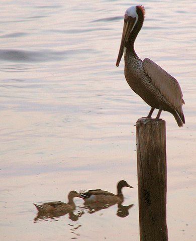 http://www.kemah.net/PBC110608.html
