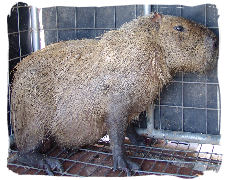 Capybara3