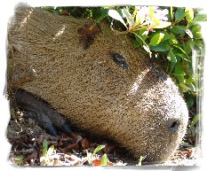 Capybara in Kemah Oaks