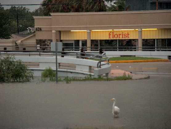 marina flooding