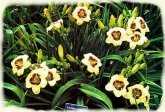 moms daylilly
