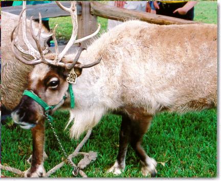 Raindeer Dancer and Prancer