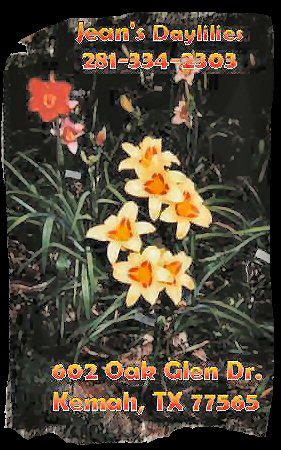 Jean Durkee and Daylillies click this image to enter