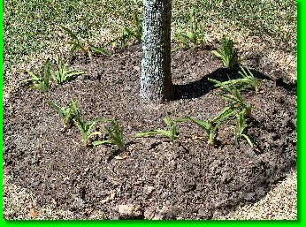 bed 1 in shade of Oak Tree