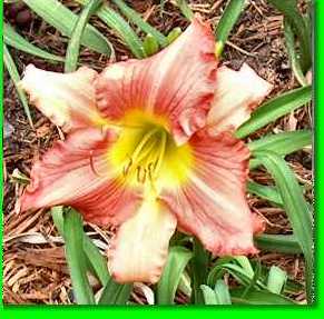 FLOWER ABOVE