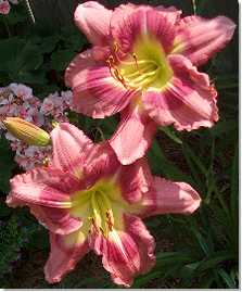Flowers may 24