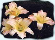 Moms daylillys
