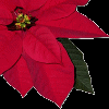 poinsetta2nl.gif