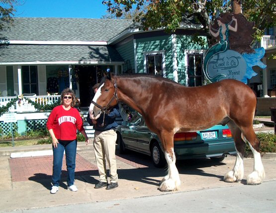 Budweiser Clydsdale visits Carol at her Carol and Co. Shop in Kemah