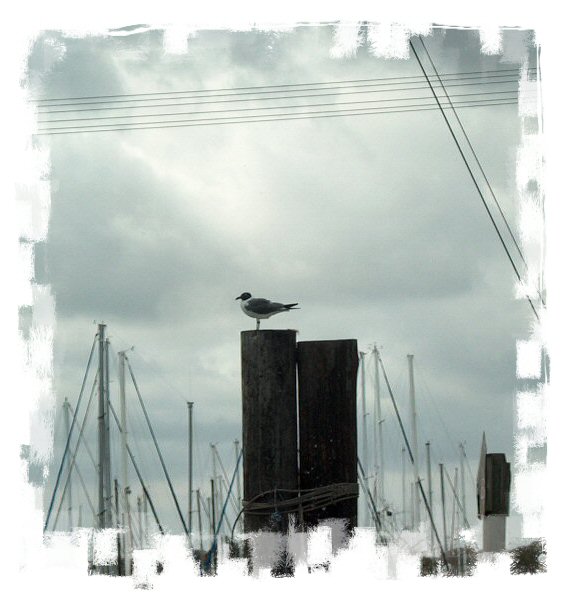 everything points up and to the Seagull on the piling