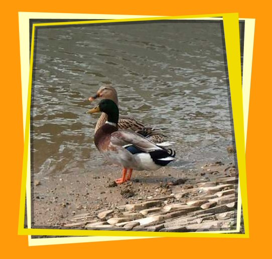 Two ducks one Mallard hen and a drake in front standing in sand with a rock wall slooping up on side closest to the camera and water in Kemah, TX