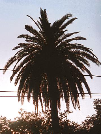 old palm