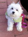 PetParade_image PetParade_image